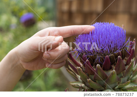 Fingers touching artichoke flowers 78873237