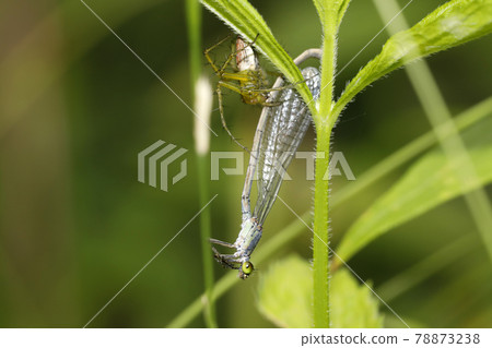 Croit dragonfly caught by Sasa spider 78873238