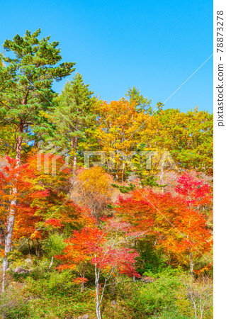 Yachiho Kogen Forest (Autumn): Yachiho Kogen Nature Park Yachiho Kogen Forest (Autumn): Yachiho Kogen Nature Park 78873278