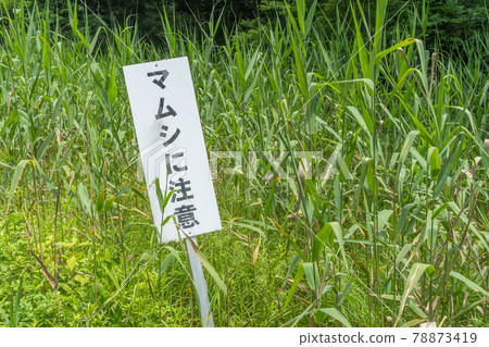 "Watch out for pit viper" sign and copy space "Watch out for pit viper" sign and copy space 78873419