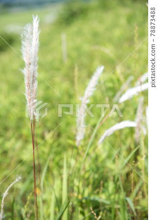 Ears of Imperata cylindrica in early summer Ears of Imperata cylindrica in early summer 78873488
