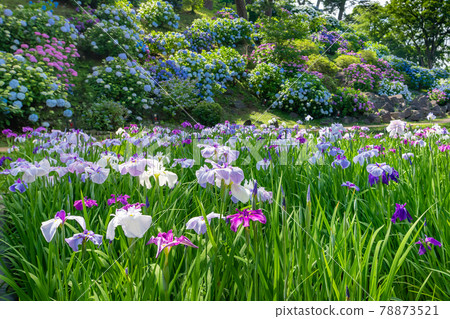 神奈川縣小田原市小田原城的繡球花和菖蒲 78873521