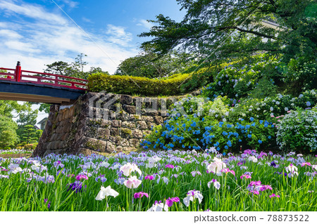 Hydrangea and irises of Odawara Castle, Odawara City, Kanagawa Prefecture Hydrangea and irises of Odawara Castle, Odawara City, Kanagawa Prefecture 78873522