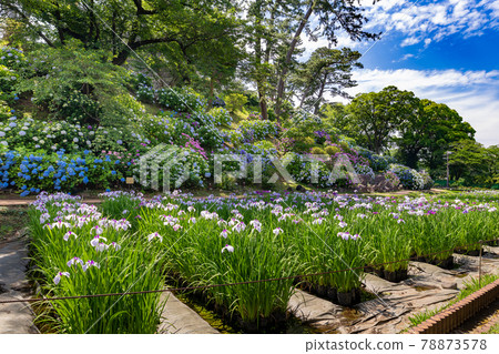 Hydrangea and irises of Odawara Castle, Odawara City, Kanagawa Prefecture Hydrangea and irises of Odawara Castle, Odawara City, Kanagawa Prefecture 78873578