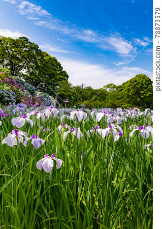 Hydrangea and irises of Odawara Castle, Odawara City, Kanagawa Prefecture Hydrangea and irises of Odawara Castle, Odawara City, Kanagawa Prefecture 78873579