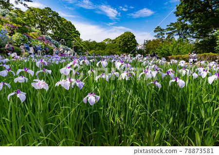 Hydrangea and irises of Odawara Castle, Odawara City, Kanagawa Prefecture 78873581