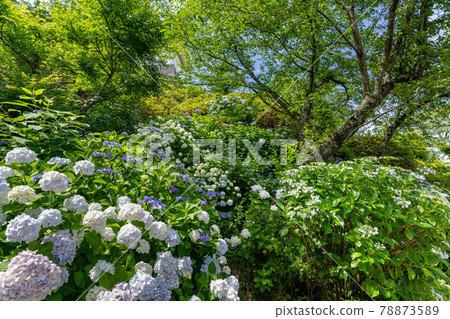Hydrangea of Odawara Castle, Odawara City, Kanagawa Prefecture Hydrangea of Odawara Castle, Odawara City, Kanagawa Prefecture 78873589