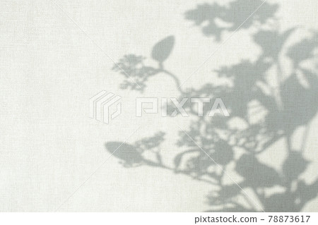植物剪影映在牆上 78873617