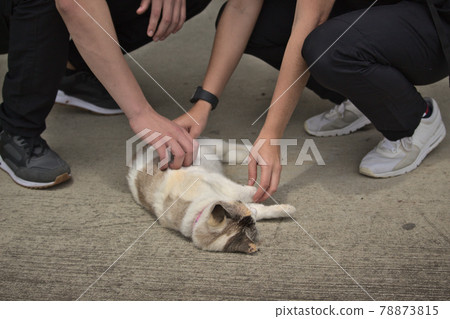 two people touching a lying cat in the ground 78873815