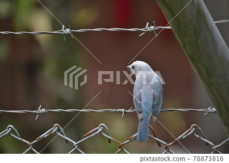 photo of the back of a tanager blue bird perched in a wire photo of the back of a tanager blue bird perched in a wire 78873816
