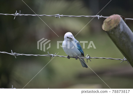 tanager blue bird perched in a wire tanager blue bird perched in a wire 78873817