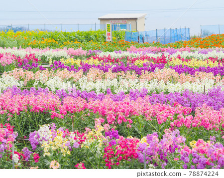 Flower field in Shiramazu 78874224