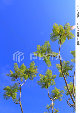樹木和藍天 78874240