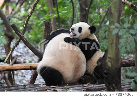 Parent-child panda playing with each other Parent-child panda playing with each other 78874363