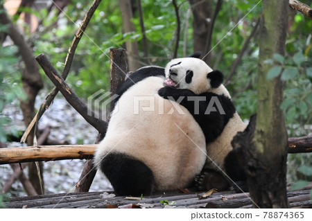 Parent-child panda playing with each other Parent-child panda playing with each other 78874365