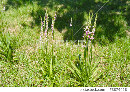 Small garden image twisted grass 78874438