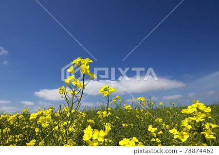 油菜花盛開 油菜花盛開 78874462