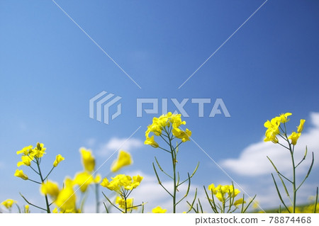 油菜花盛開 油菜花盛開 78874468