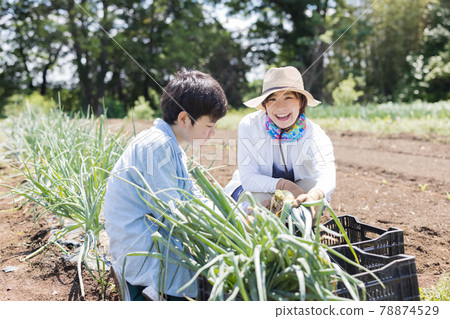 在田間勞作的父母和孩子 在田間勞作的父母和孩子 78874529