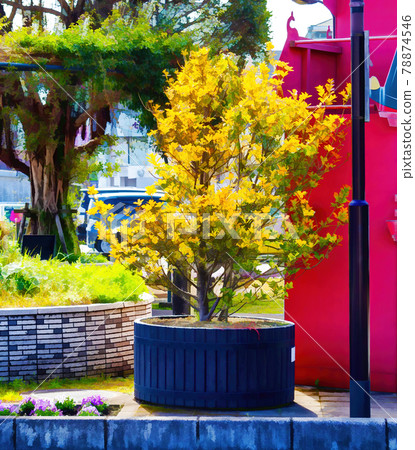 A ginkgo tree in a pot. A ginkgo tree in a pot. 78874546