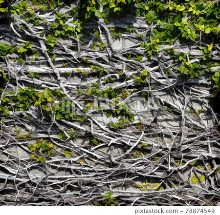 Branches and roots of a climbing plant. 78874549