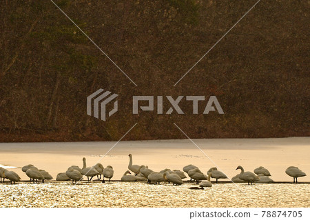 Swan in Oike 78874705