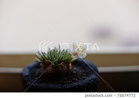 Photograph of the flowering of the extremely rare plant Abonia Alstony 78874772
