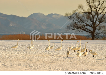Swan in Lake Inawashiro Swan in Lake Inawashiro 78874842
