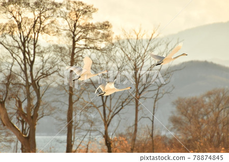 在豬苗代湖的天鵝 78874845