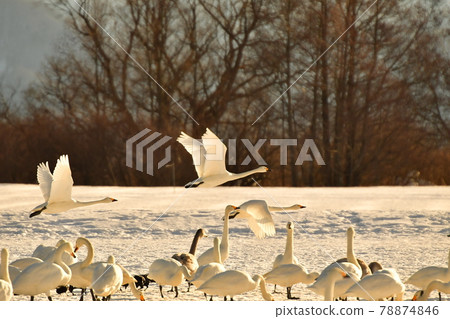 在豬苗代湖的天鵝 78874846