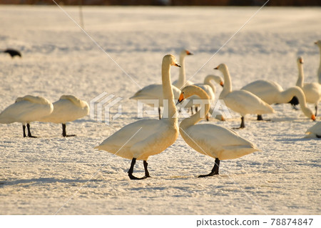 在豬苗代湖的天鵝 78874847