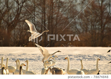 Swan in Lake Inawashiro Swan in Lake Inawashiro 78874848