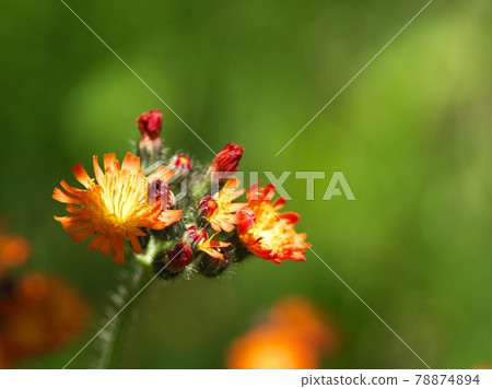 橙色 korin 蒲公英 橙色 korin 蒲公英 78874894