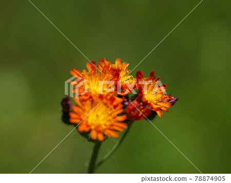 Orange korin dandelion 78874905
