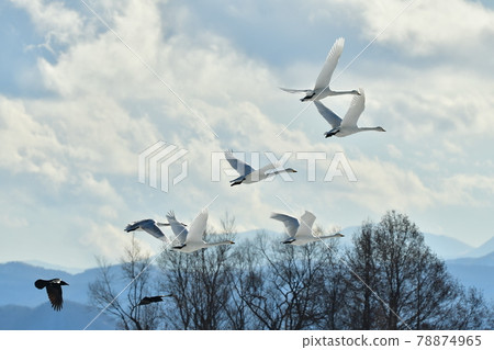 在豬苗代湖的天鵝 78874965