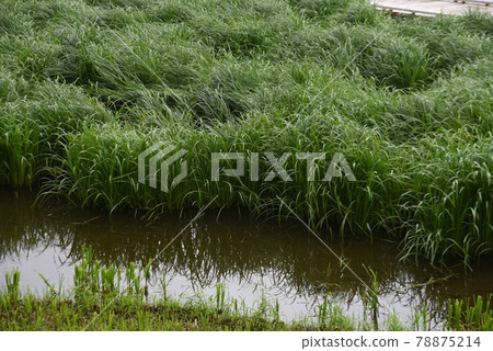 苔草 苔草 78875214