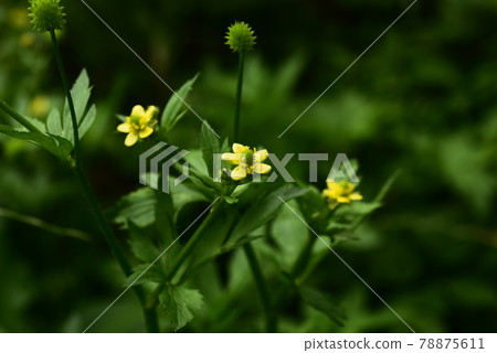 Fox no button 78875611