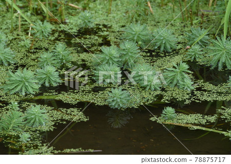 Parrot's feather in the pond Parrot's feather in the pond 78875717