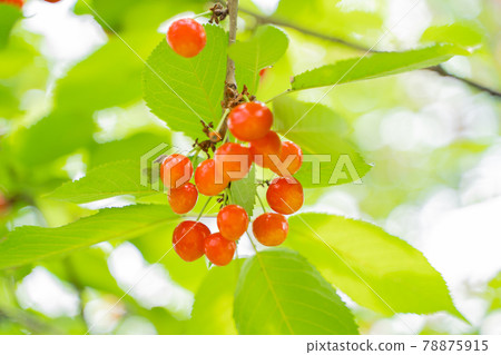 長在樹上的櫻桃 長在樹上的櫻桃 78875915