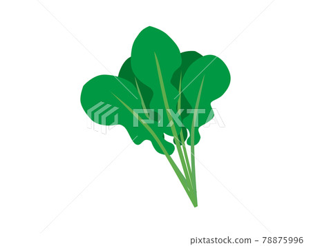 Vegetable illustration (spinach, spinach) Vegetable illustration (spinach, spinach) 78875996
