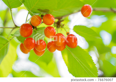 長在樹上的櫻桃 78876007