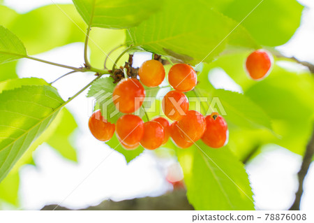 長在樹上的櫻桃 78876008