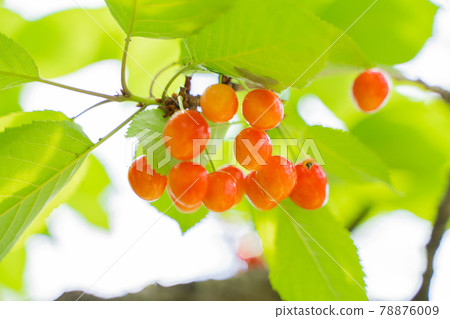 長在樹上的櫻桃 長在樹上的櫻桃 78876009