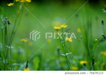 Shining plants I met in the mountains on spring day Shining plants I met in the mountains on spring day 78876115