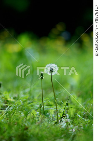 Shining plants I met in the mountains on spring day 78876117