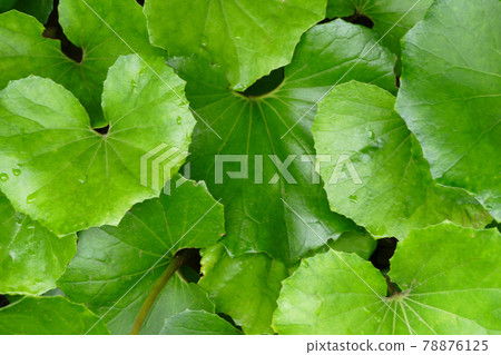 Tsuwabuki leaves 78876125