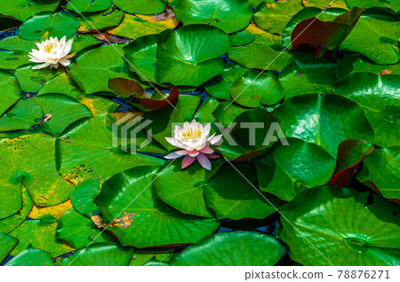盛開的睡蓮 78876271