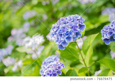 Hydrangea that blooms in full bloom 78876475