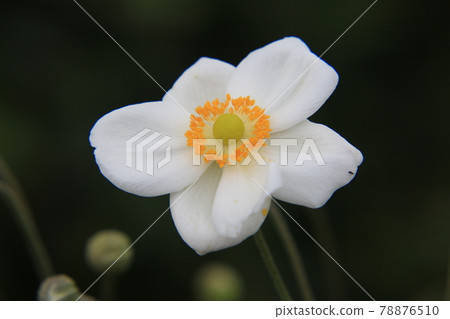 Shumayigiku 78876510