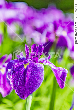 Ayame Garden Ayame Garden 78876511